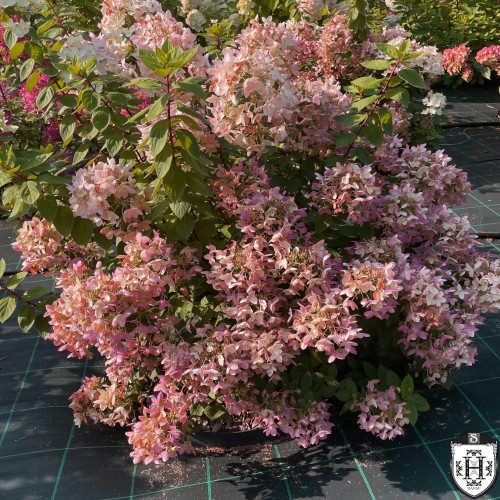 Hydrangea paniculata 'Touch of Pink' - Aedhortensia 'Touch of Pink' C10/10L